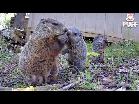 Baby groundhog tries to rob mama’s food #babygroundhog