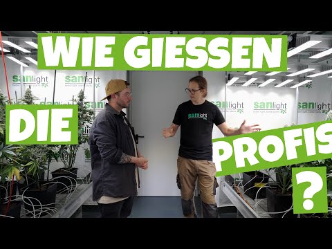 How to water plants properly? | How do SANlight's GROW PROFESSIONALS water?