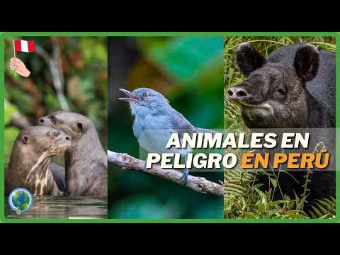 Endangered Animals in Peru | (Top 10) |