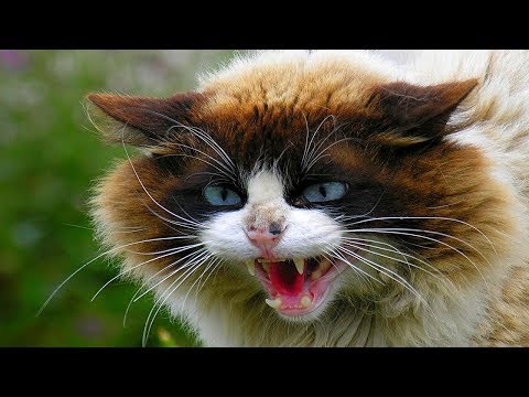ANGRY CATS HISS AND GROWL! Compilation