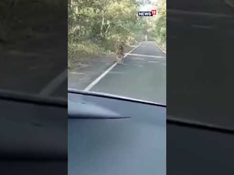 Tiger On Road | Tiger On Road India | Tiger On Street | Tiger Video | Animals Video | Wild Animals