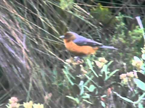 ENDEMIC- Rufous-browed Conebill- Conirostrum rufum - at Natural Park Chingaza