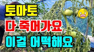 토마토 다 죽어가요 어떡하면 좋아요 살려주세요
