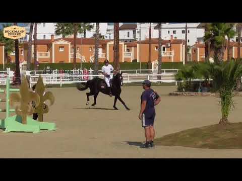 "Fire and Ice" - 7 j. Hengst v. For Contest x Coronino - Autumn MET 2017