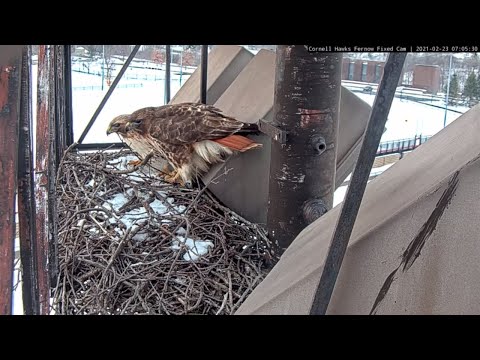Big Red And Arthur Meet Up At The Cornell Hawks Nest – Feb. 23, 2021