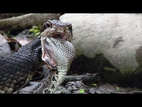 Cottonmouth vs Rattlesnake 03 - Cottonmouth Kills & Eats Rattlesnake