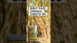 Download lagu Viral ‼️ Padi cibatu06 || Bibit padi unggul 2024 #shorts mp3 Download lagu Viral ‼️ Padi cibatu06 || Bibit padi unggul 2024 #shorts mp3