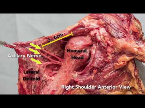 Shoulder Anatomy | Axillary Nerve | Suprascapular Nerve