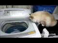 Ragdoll Cats Vs LG Top Loader Washing Machine ねこ ラグドール Floppycats