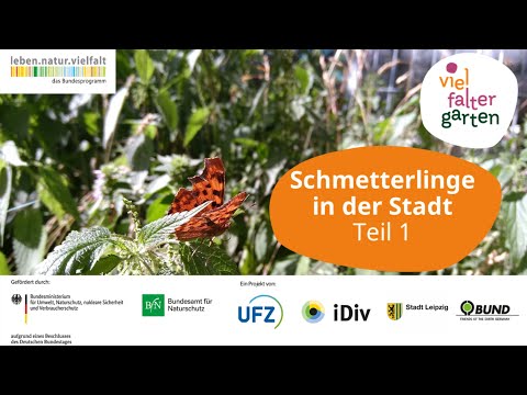 Schmetterlinge in der Stadt: Beobachten und lernen mit VielFalterGarten. (Teil 1)