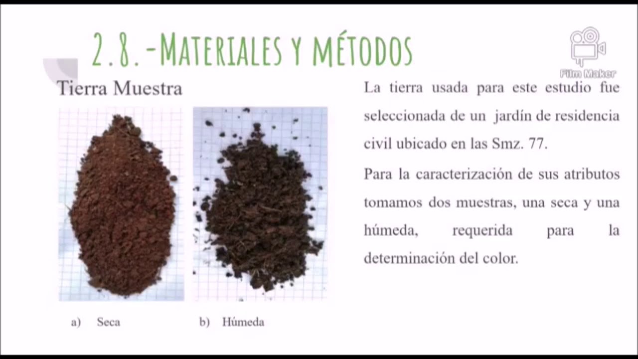 Fitorremediación de suelos contaminados con derivados de hidrocarburos mediante Phaseolus vulgaris