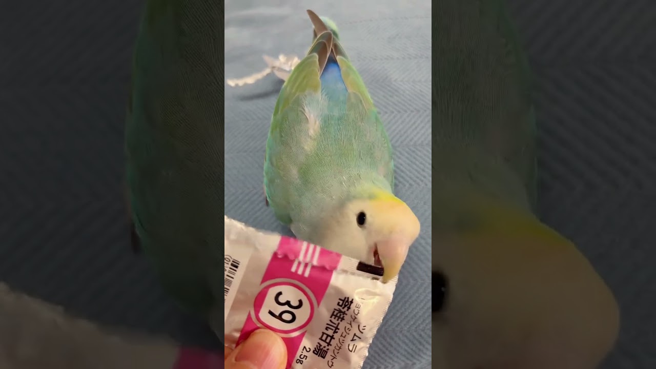 Parrot sharp scissor perfect cutting❤️❤️❤️