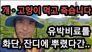 화단,잔디에 유박비료 뿌렸다간 강아지 고양이 다 죽습니다!