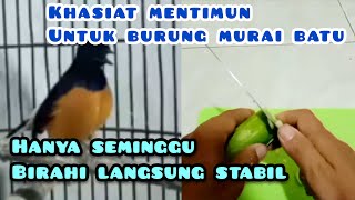 Download lagu cara menurunkan birahi pada burung murai batu mp3