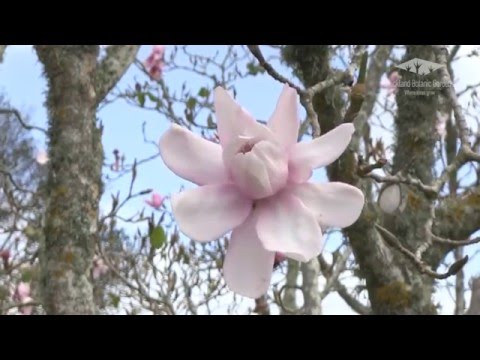 Auckland Botanic Gardens Magnolia Collection