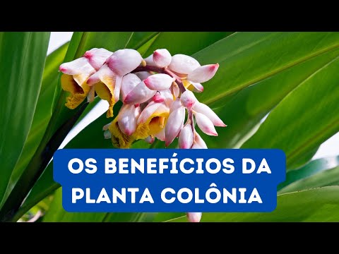 OS 10 BENEFÍCIOS DA PLANTA COLÔNIA QUE VOCÊ PRECISA CONHECER