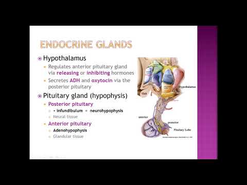 Human A&P II Lab: Endocrine System Overview