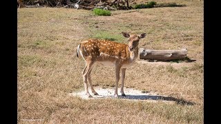 Daini e caprette al parco villa duchessa di Galliera a Voltri