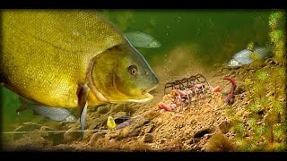 Прикормка для рыбы из картошки