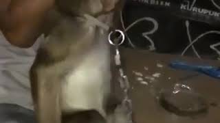 Download lagu Video lucu monyet kaget lu mp3 Download lagu Video lucu monyet kaget lu mp3