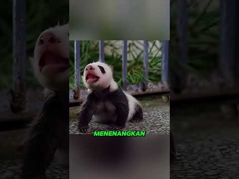 Kisah Haru Anak Panda yang Hampir Ditinggalkan!#shorts #film #mtff  #satuklikuntukwujudkanimpianmu