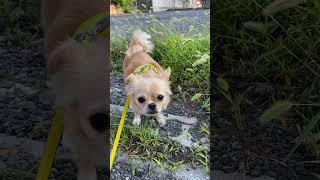 【チワワ】こんなにも愛くるしい散歩ってあるかよ！ #Shorts