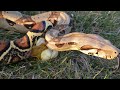 5FT SNAKE TAKES GIANT POOP OUTSIDE WARNING GROSS CLOSE UP HOW SNAKES POOP