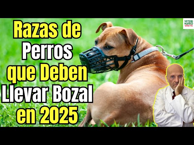 Vídeo relacionado con Don Pare Bozal Modelo 101 en Verde neón Beber Siempre Posible Ideal para Marcha Libre, Perrera, Jaula, Carreras de Perros, automóvil, protección contra cebos envenenados por Amathings