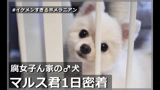 腐女子ん家の♂犬、ポメラニアン1日密着🤍🐻‍❄️【イケメン】