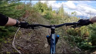 Papa Bear - Galbraith Mountain - Bellingham - Washington