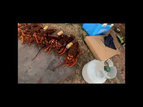 Crayfish diving  Clarke Island Tasmania  2020  Bulls on parade