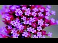 How to Grow Verbena