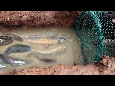 Smart Women Make Easy  Fish Trap To Catch A Lot Of Fish