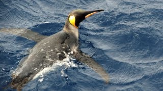 Subantarctic Wildlife - South Sandwich/South Orkney/South Shetland Islands