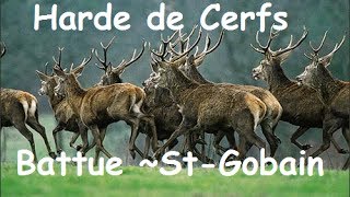 preview picture of video 'Harde de Cerf en Battue a St-Gobain'