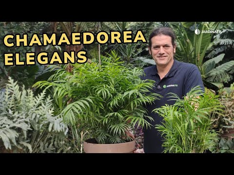 CHAMAEDOREA ELEGANS - Caring for the quintessential indoor palm // Jardinatis
