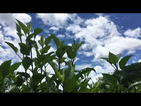 Green natural beauty