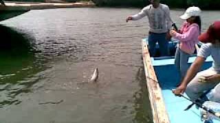 preview picture of video 'Pesca de Robalito (snook) en Sabana Grande Ecuador'