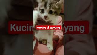 Download lagu kucing di goyang #subscribe #cat #trending #kucinglucu mp3