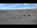 Pingu S Mates