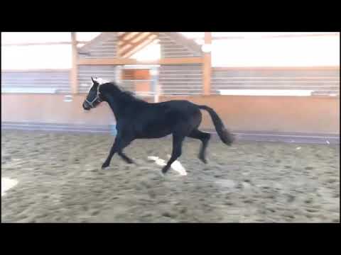 TH Dolcetto, Don Index x Sandro Hit