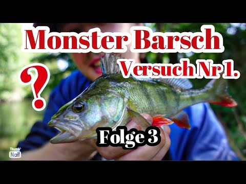 Barsch Angeln im Sommer