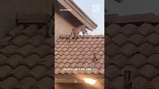 Wild cat caught feasting on bird prey