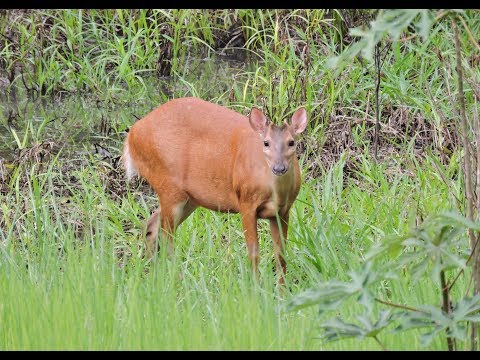 Red Brocket Deer foraging in the Iwokrama forest
