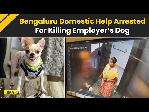 Bengaluru News: House Help Arrested For Killing Pet Dog, Booked In Gold Theft Case | Bengaluru News