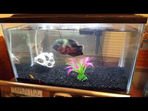 Tiger oscar eats 12 goldfish in 40 sec!(Disclaimer: Read The Description!)