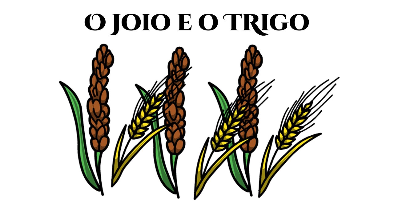 PARÁBOLA DO JOIO E O TRIGO | DESENHOS BÍBLICOS | CATEQUESE