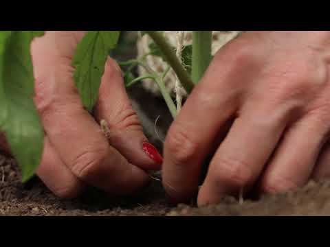 , title : 'Hoe ver en hoe diep moet je tomaten planten?'