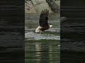 Amazing bald eagle comes in almost sideways and snatches a fish from the surface. #bird #eagle