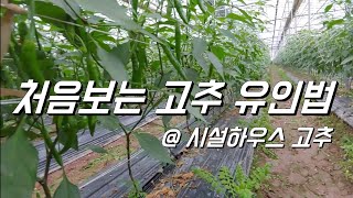 처음보는 고추 유인.. 원래 시설하우스 고추는 다 이렇게 하나요?